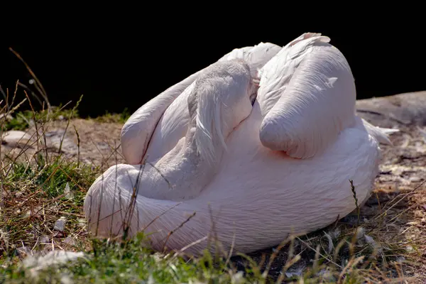 Grote Witte Pelikaan Pelecanus Onocrotalus Die Probeert Slapen — Stockfoto