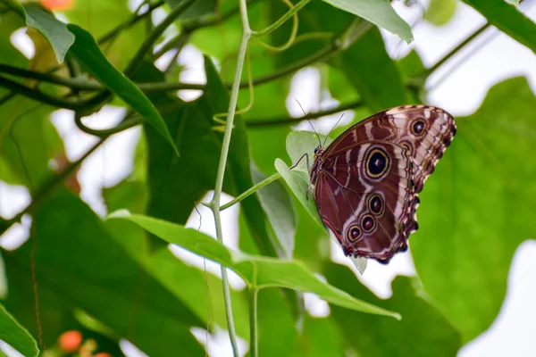 Mariposa Del Búho Caligo Memnon —  Fotos de Stock