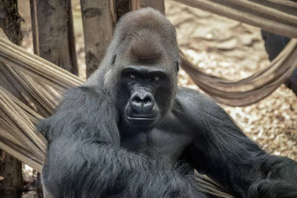 Gorilla Gorilla Gorilla Gorilla — Stockfoto