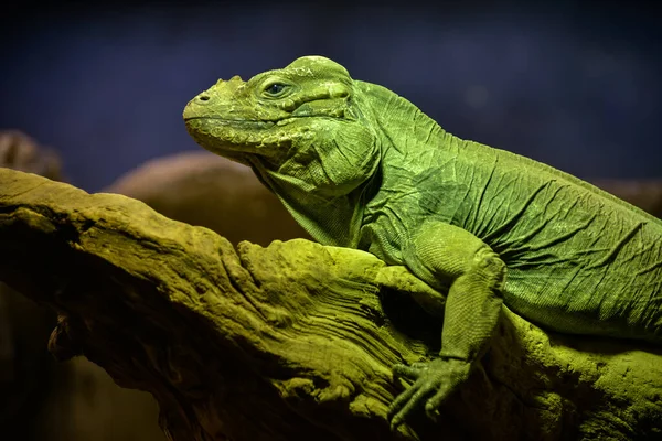 Green Iguana Iguana Iguana — Stock Photo, Image