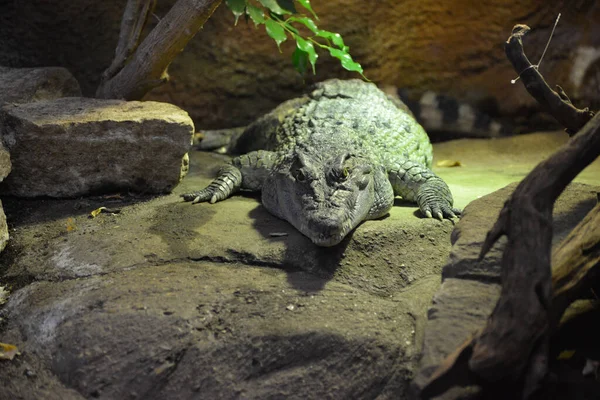 Krokodyl Filipiński Crocodylus Mindorensis — Zdjęcie stockowe