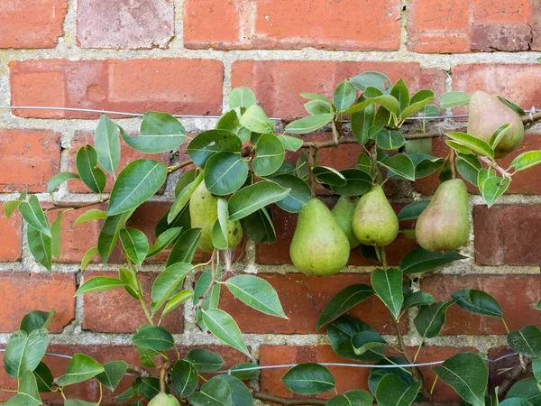 Pears Growing Brick Wall Kent — Stock Photo, Image