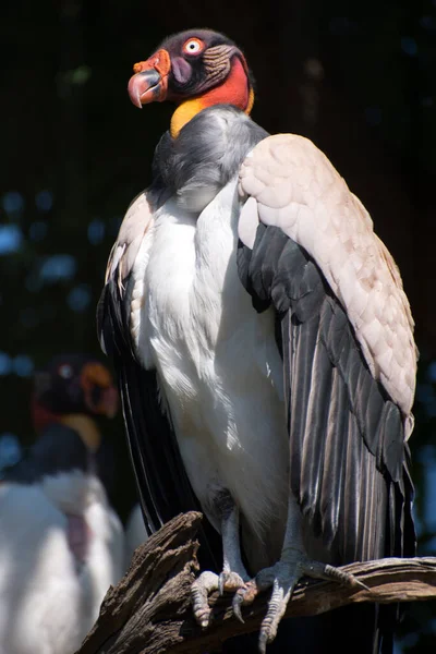 Avvoltoio Sarcoramphus Papa Appollaiato Ramo Fotografia Stock