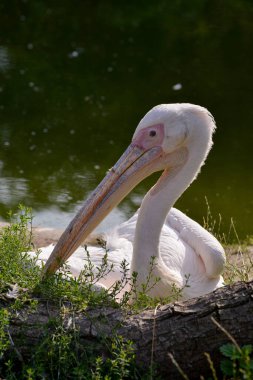 Gölün kenarında dinlenen Büyük Beyaz Pelikan (Pelecanus onocrotalus)