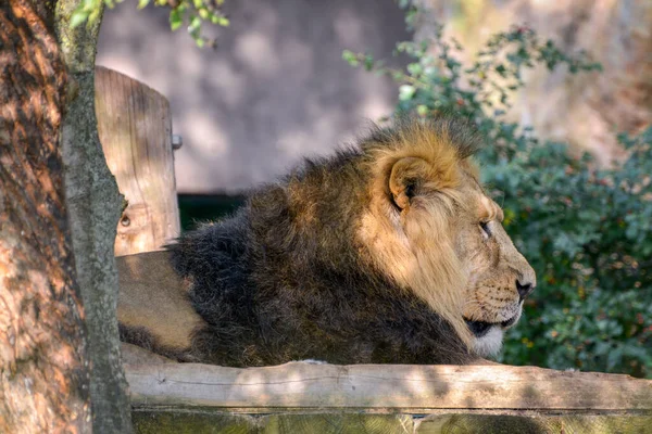 Asyalı Aslan Panthera Leo Persica Güneş Işığında Dinleniyor — Stok fotoğraf