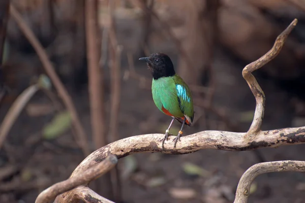 Hooded Pitta Pitta Sordida Rustend Een Tak — Stockfoto