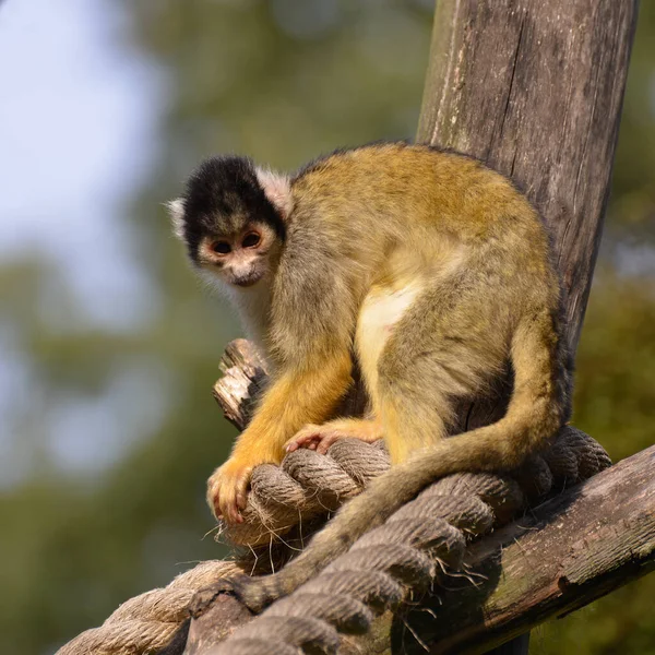 Common Squirrel Monkey Saimiri Sciureus Duduk Atas Sepotong Tali — Stok Foto