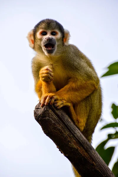 Common Squirrel Monkey Saimiri Sciureus — Stock Photo, Image