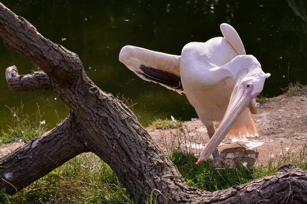 Grande Pelicano Branco Pelecanus Onocrotalus Tendo Arranhão Junto Lago — Fotografia de Stock