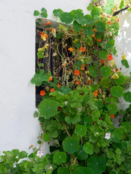 Nasturtium Climbing Wall Casares Spain — Stock Photo, Image