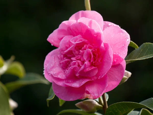 Camélia Rosa Após Chuva — Fotografia de Stock