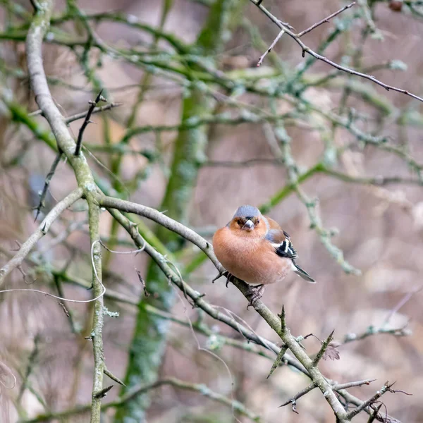 Chaffinch Comum Coelebs Fringilla Empoleirado Uma Árvore Dia Fevereiro Frio — Fotografia de Stock