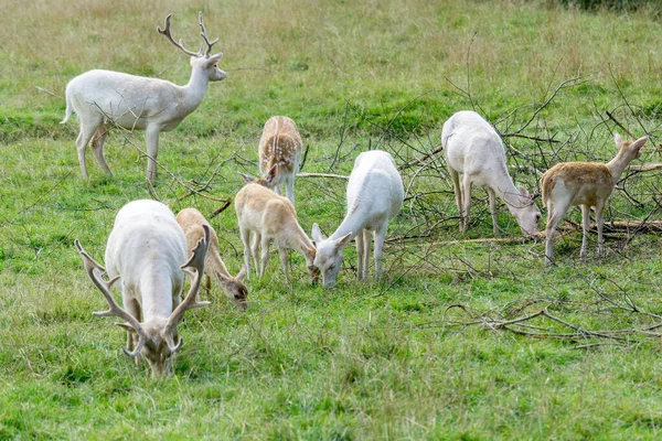 Herd Fallow Deer Dama Dama Grazing Surrey — Stock Photo, Image