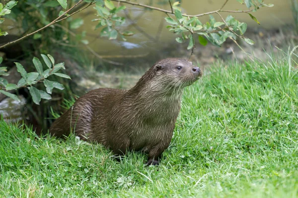 Loutre Eurasienne Lutra Lutra — Photo