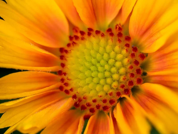 Close View Yellow Orange Gazania Flower — Stock Photo, Image