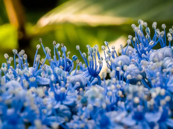 Close Van Een Blauwe Hortensia Een Engelse Tuin — Stockfoto