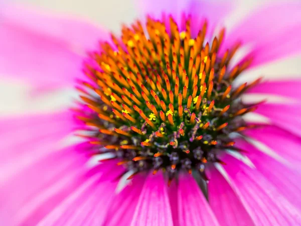 Macro Shot Pink Echinacea Flower Head — Stock Photo, Image