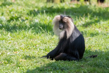 Aslan kuyruklu Macaque (Macaca silenus) güneşin altında çimlerin üzerinde oturuyor.