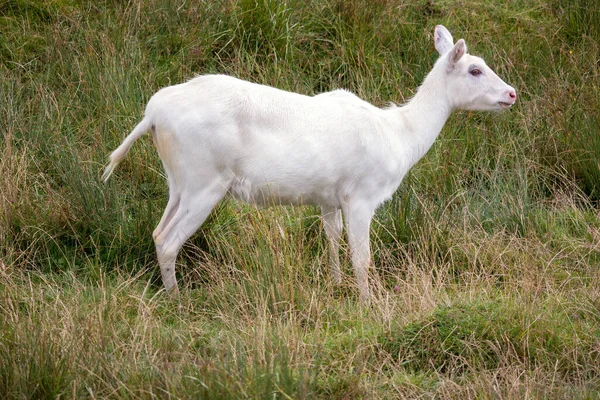Young Albino Red Lechwe Antelope Kobus Leche — Stock Photo, Image