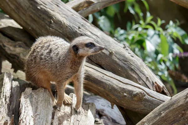 Alerta Meerkat Suricate Suricata Suricatta Sobre Árbol Muerto —  Fotos de Stock