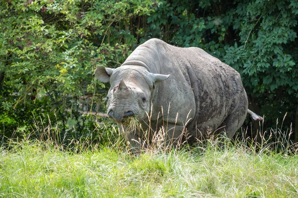 Rinoceronte Nero Rinoceronte Dalle Labbra Uncino Diceros Bicornis — Foto Stock