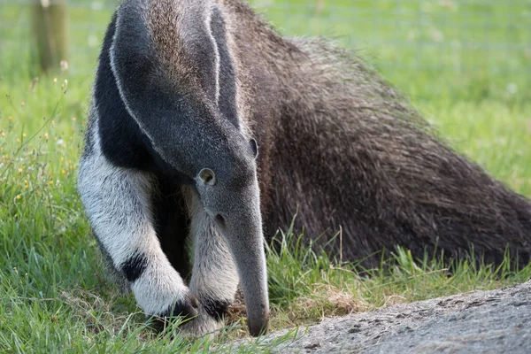 Anteater Gigante Myrmecophaga Triductyla Busca Comida — Foto de Stock