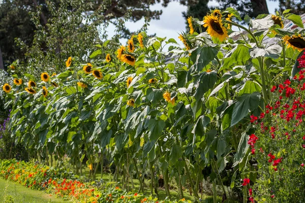 Row Sunflowers Helianthus Annuus Blooming Summer Sunshine — Stock Photo, Image