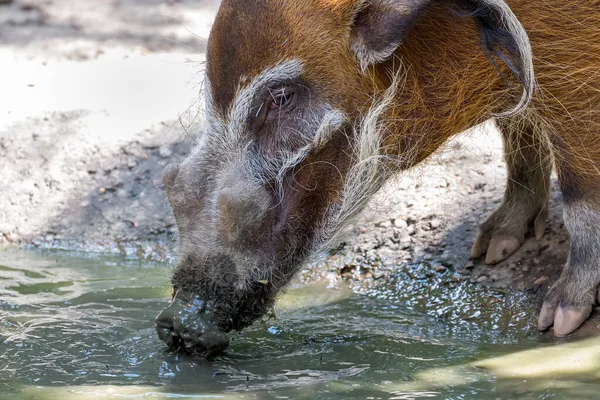 Red River Hog Potamochoerus Porcus Drinking Water Hole — Stock Photo, Image