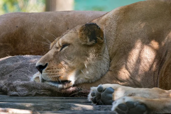Barbary Lion Panthera Leo Leo Sleeping Some Sack Cloth — Stock Photo, Image