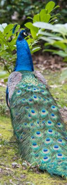 Bir Tavuskuşunun canlı renklendirmesi (Pavo kriteri)