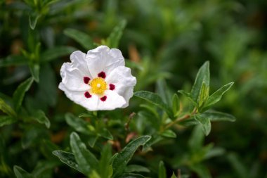Beyaz Cistus (Lucitanica Decumbens) İngiliz bahçesinde çiçek açıyor