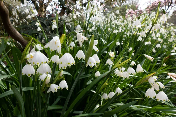 Snowdrops Flowering April West Sussex — Stock Photo, Image