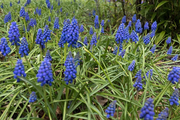 蓝色葡萄Hyacinths的丰饶 — 图库照片
