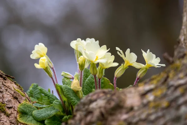 Clump Yellow Primulas Vulgaris Growing Tree — Stock Photo, Image