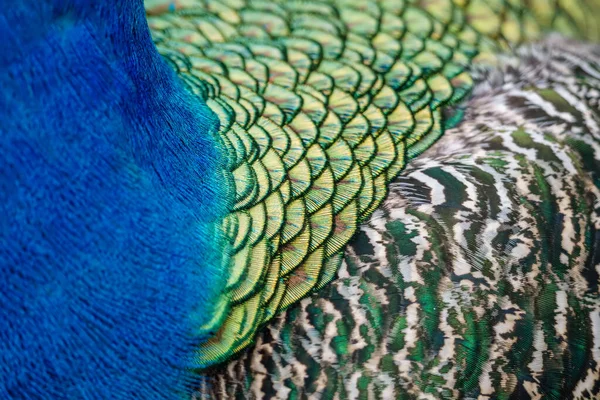 孔雀のカラフルな急落の終わり Pavo Cristate — ストック写真