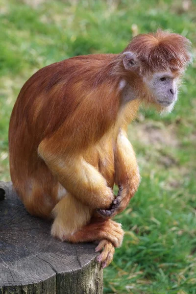 Javan Lutung Trachypithecus Auratus Sittande Stubbe — Stockfoto