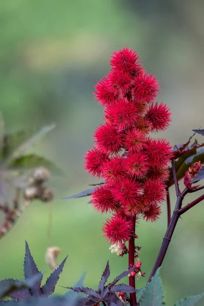 Pianta Fagiolo Ricino Ricinus Communis Con Fogliame Viola — Foto Stock