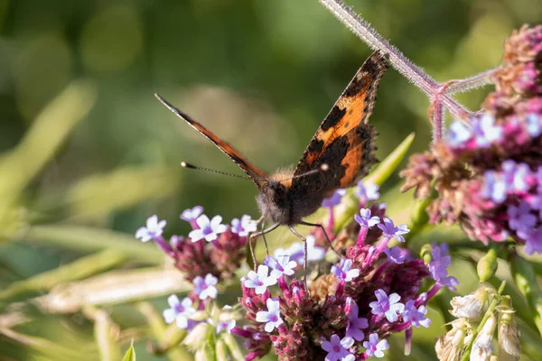 Small Tortoiseshell Aglais Urticae Feeding Buddleia Flowers — Stock Photo, Image