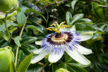 Tutku Çiçeği (Passifloraceae) tam çiçeklenme içinde