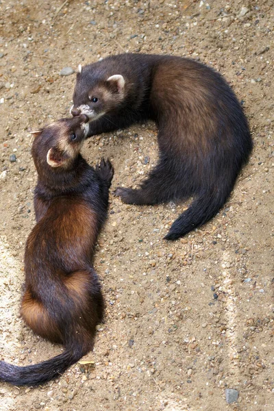 Jeunes Polecats Europe Mustela Putorius Jouant Soleil — Photo