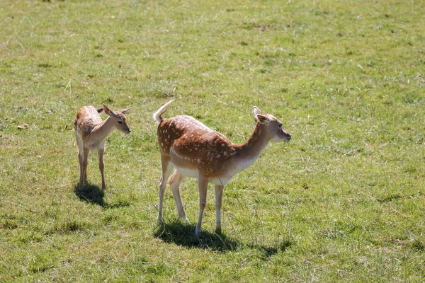 Fallow Deer Dama Dama Mother Youngster — Stock Photo, Image