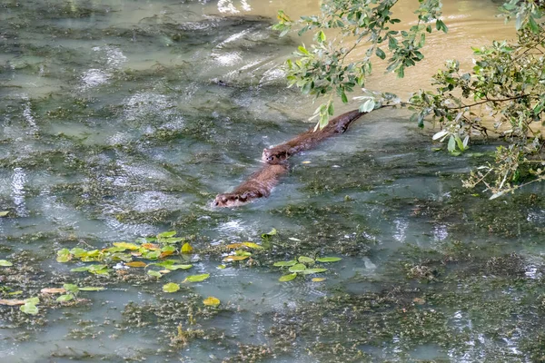 藻でいっぱいの池を泳ぐユーラシアカワウソ ルトラルトラ — ストック写真