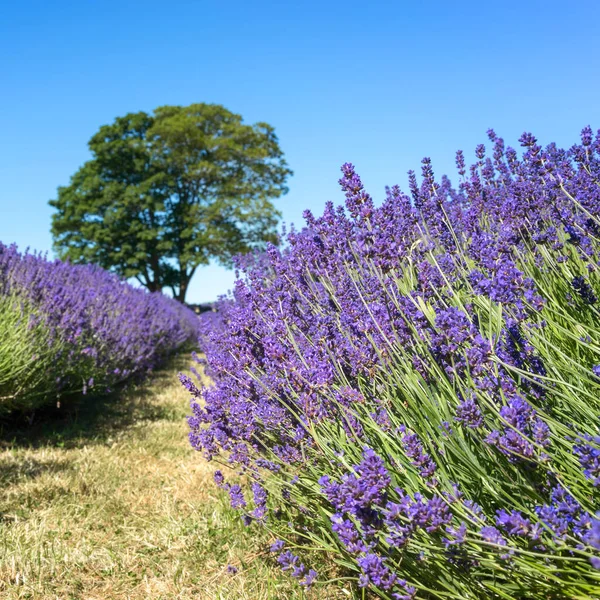 Lavender Flowering Field Surrey — Stock Photo, Image
