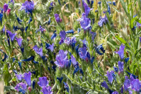 Blaue Wildblumen Wachsen Der Nähe Des Liscia Sees Auf Sardinien — Stockfoto