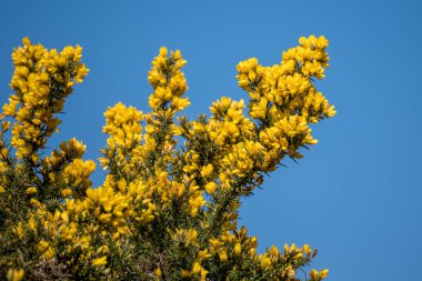 İlkbaharda yaygın Gorse (Ulex europaeus) çiçeğe dönüşür