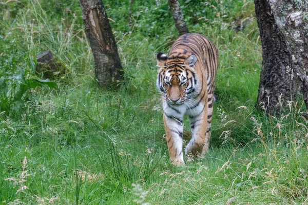 Tigre Siberiano Panthera Tigris Altaica Tigre Amur Andando Torno Seu — Fotografia de Stock