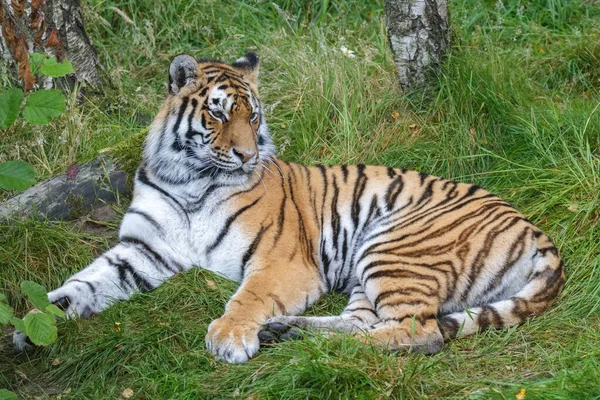 Tigre Siberiano Panthera Tigris Altaica Tigre Amur — Fotografia de Stock