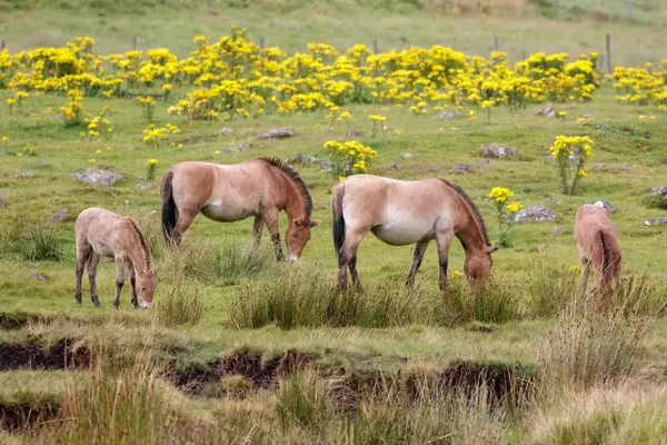 Eine Familie Von Przewalski Pferden Equus Ferus Przewalskii Weidet Gemeinsam — Stockfoto