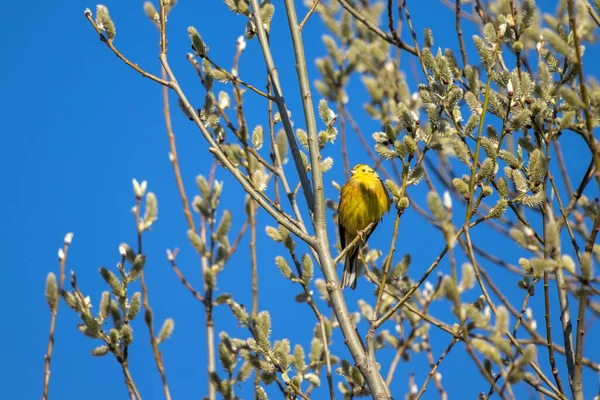 Yellowhammer Emberiza Citrinella Těší Ranní Slunce — Stock fotografie