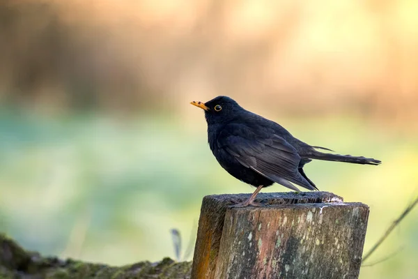 Mannelijke Merel Turdus Merula Staand Een Houten Paal — Stockfoto